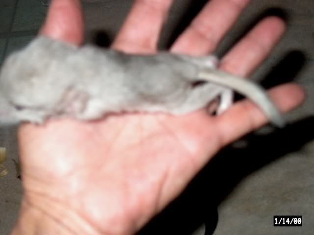 OMG Chinchilla Babies Angelbabyd21909