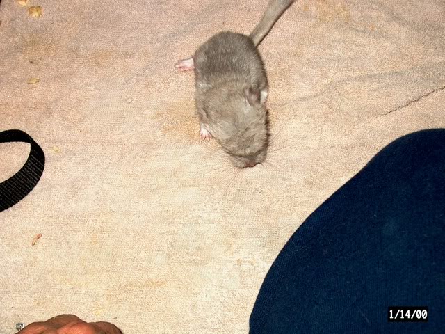 OMG Chinchilla Babies Angelbabye21909