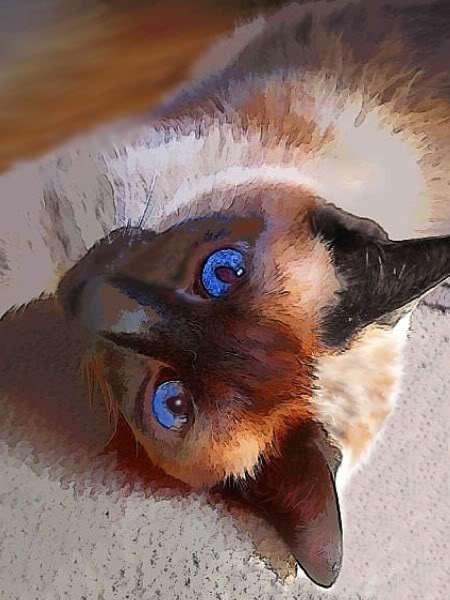 Some animal art of mine Catto