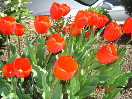Hoa Lá Vườn Người  Tulip1