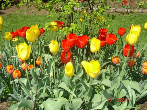 Hoa Lá Vườn Người  Tulip4