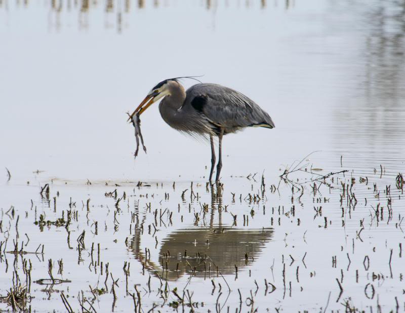 le héron et la grenouille Heron-grenouille