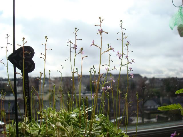 des nouvelles et des fleurs DSC07528