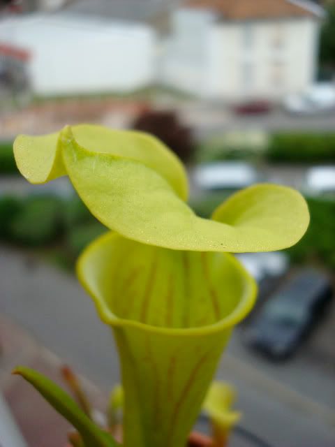 S. flava var. flava... DSC07959