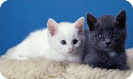 Ali's cats lily and jake Black-kitten-white-kitten