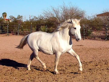 Bijela fantazija Horse-white-trotside