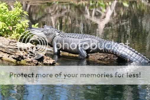 Greetings From Florida SilverSprings2