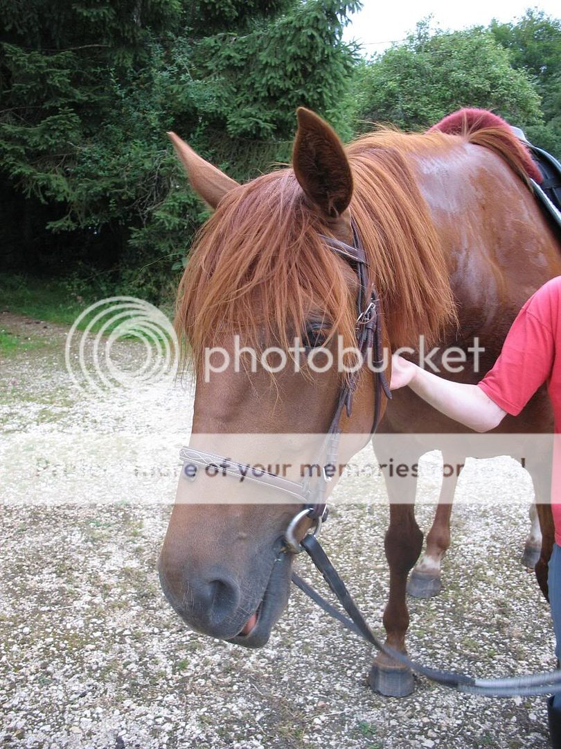 Moi et mon cheval Labonnenouilledoscarbis