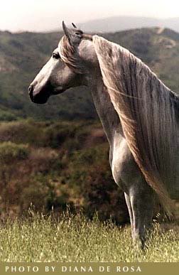 Brumby's Wild Horses Andalusian