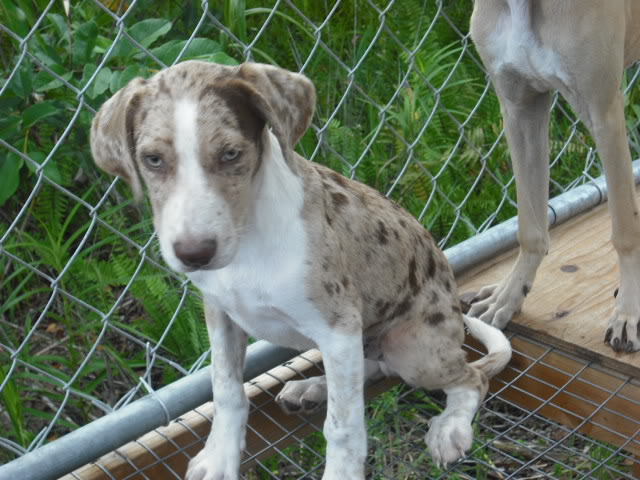 catahoula x border collie pups DSCF0834