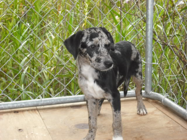 catahoula x border collie pups DSCF0839