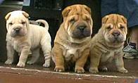 Pasmine pasa - Page 6 Shar_pei_pup