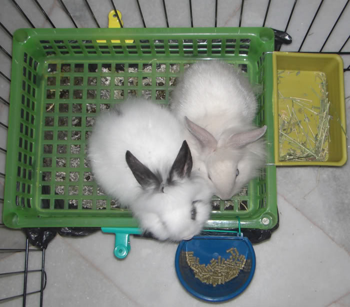 Chuẩn bị nuôi thỏ RabbitLitterBox5