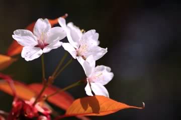 YUKIO SEKI: UN SOPLO DEL «VIENTO DIVINO» Flor_cerezo