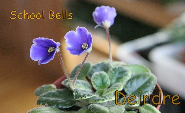 Violeta africana: pequeña desconocida - Página 17 SchoolBells03