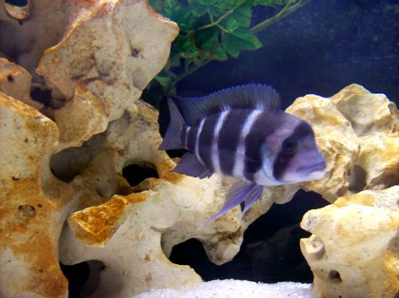 Your favorite cichlid and why? TangoPics_01