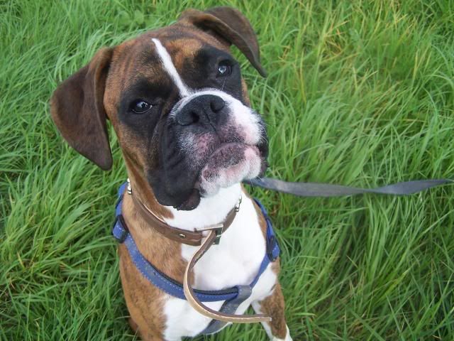 Oscar Pup *REHOMED* 100_0900-1