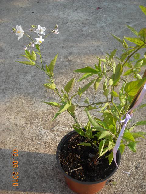 Solanum jasminoîde DSCN2123