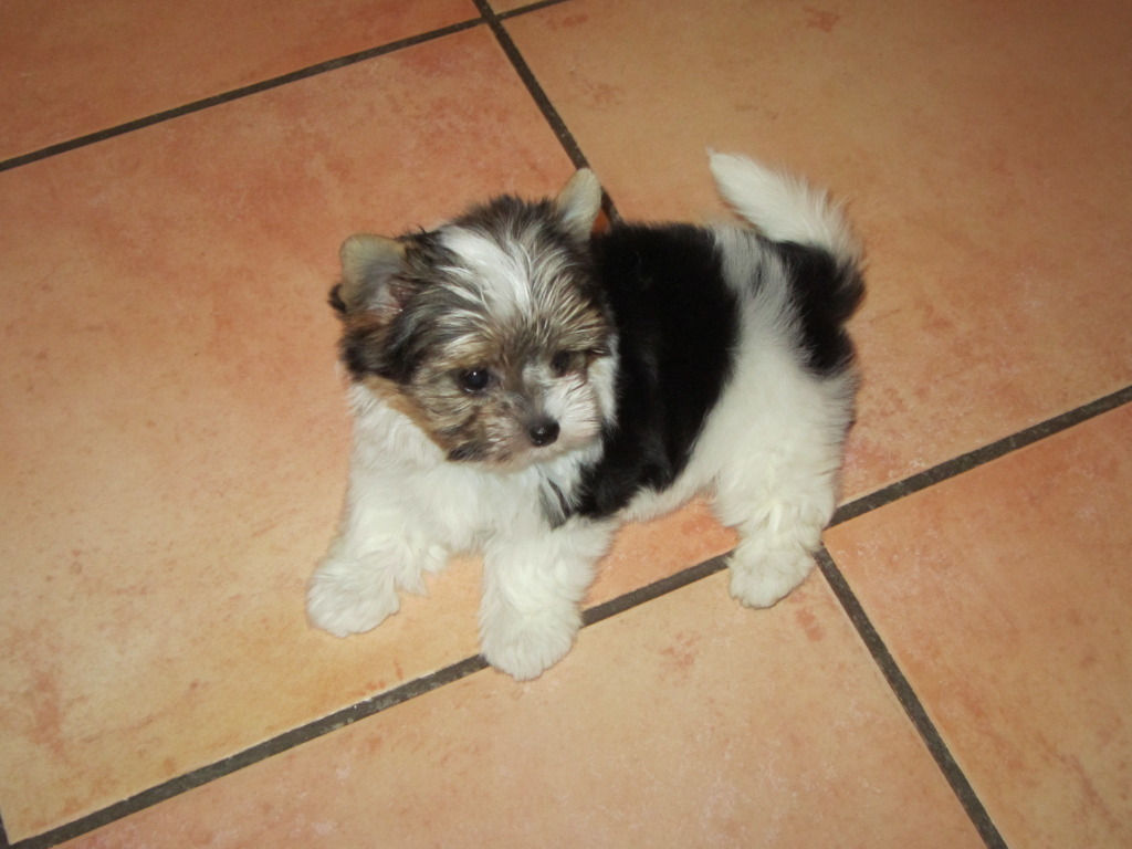 Les presento a Mimosa IMG_1005