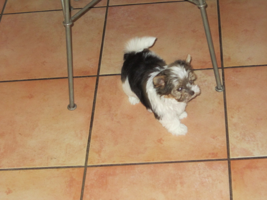 Les presento a Mimosa IMG_1025