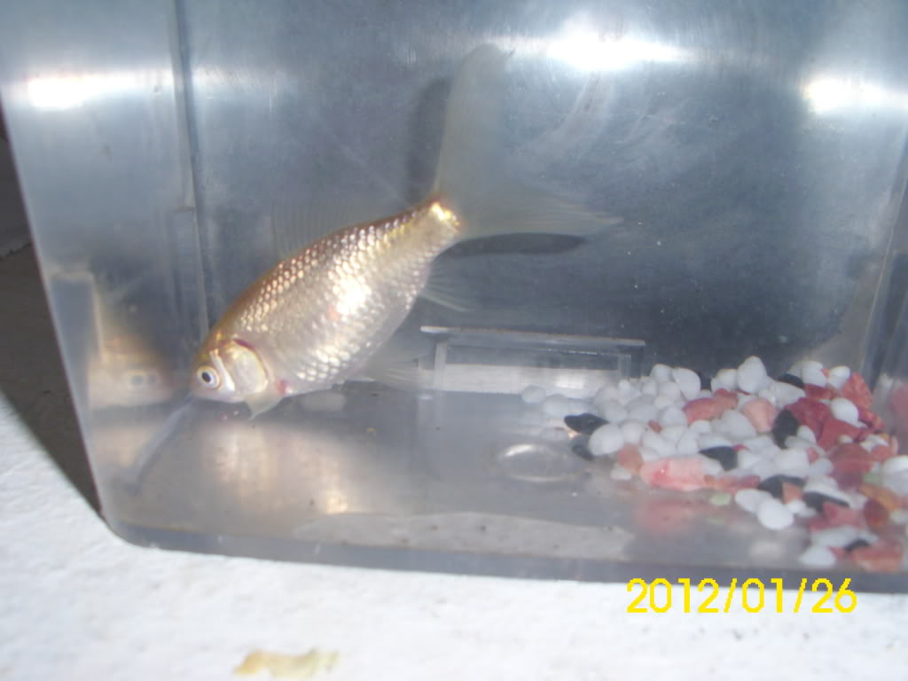 Os meus Carassius auratus DSCI0066