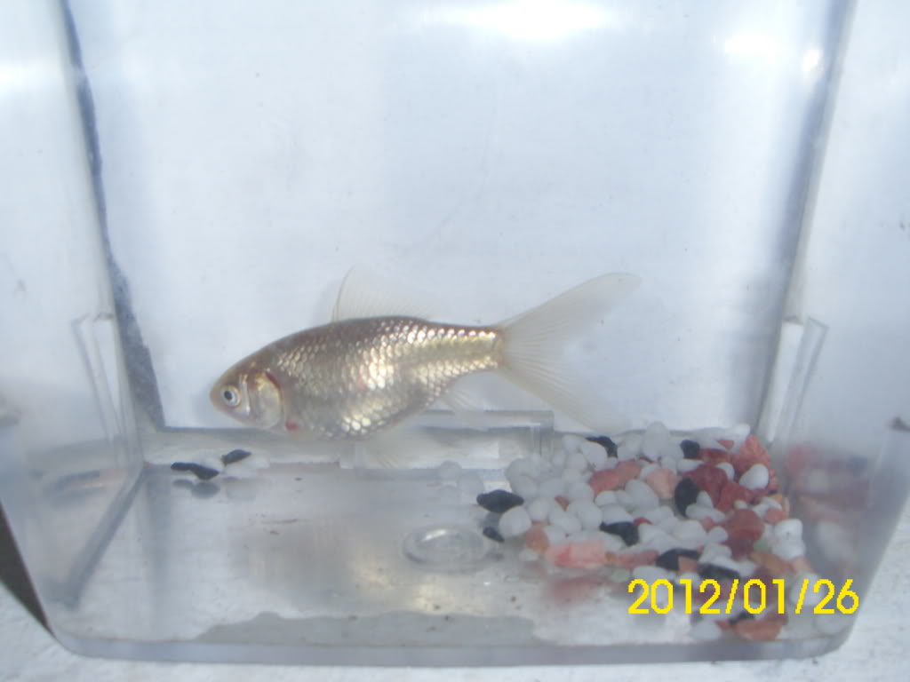 Os meus Carassius auratus DSCI0078