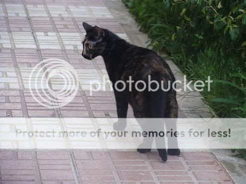 LUPITA Y MECHI URGE ADOPCION ALMERIA DSC01486