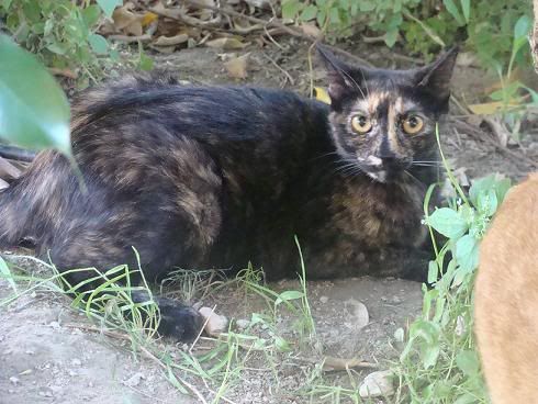 LUPITA Y MECHI URGE ADOPCION ALMERIA DSC01489