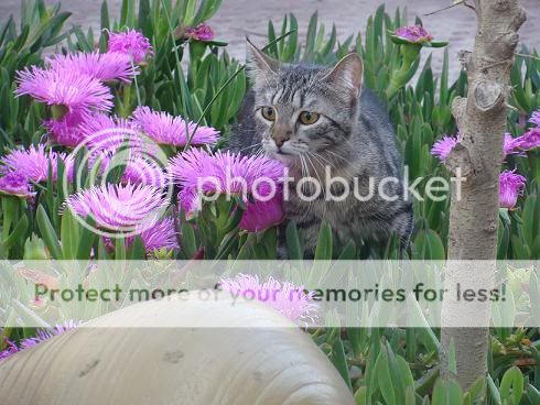 LUPITA Y MECHI URGE ADOPCION ALMERIA DSC01496