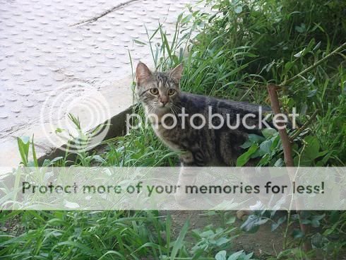 LUPITA Y MECHI URGE ADOPCION ALMERIA DSC01514