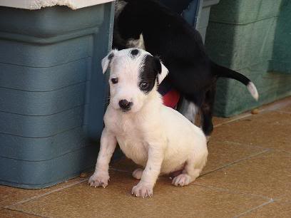 CACHORRITOS EN ADOPCION URGENTE ALMERIA todas adoptadas DSC08336