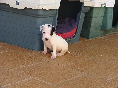 CACHORRITOS EN ADOPCION URGENTE ALMERIA todas adoptadas DSC08342