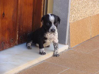 CACHORRITOS EN ADOPCION URGENTE ALMERIA todas adoptadas DSC08345