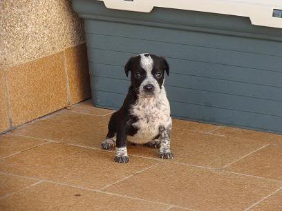 CACHORRITOS EN ADOPCION URGENTE ALMERIA todas adoptadas DSC08348