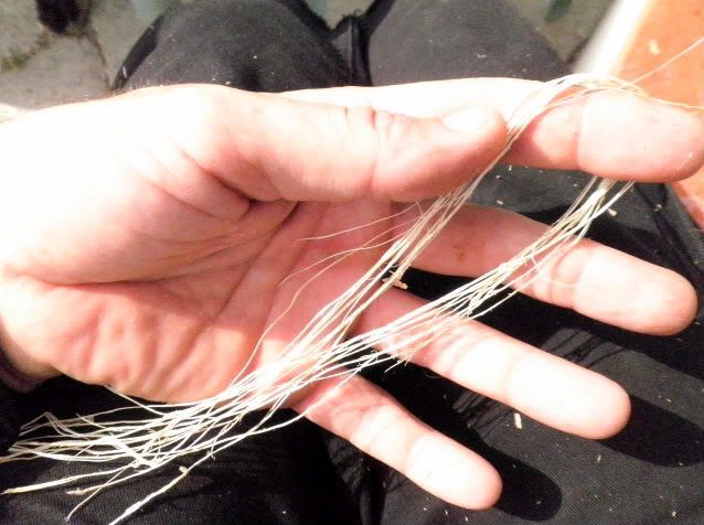 Cuerda a partir de fibra de raíz de pino. P8030087