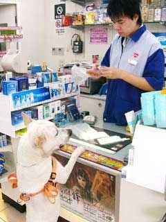 Seekor Anjing mewakili tuannya ke supermarket membeli barang dan ikut antri di depan Anjing-pintar