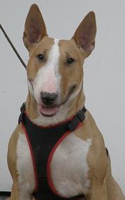 Yazi. _Yazi2013_minibullterrier_happyface