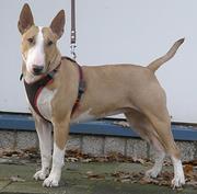 Yazi. _Yazi2013_minibullterrier_staat