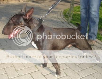 Bullteriers in Duitsland. Jack_zps1ef67a9d