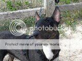 terrier - Black en tan bull terrier teefje van 18 maanden jong. (GEPLAATST) Noahke1