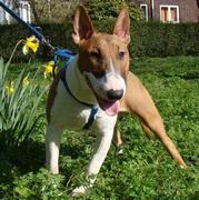 Tommie(puber) _tommie20vierkant20bull-terrier20bruin_wit20xm