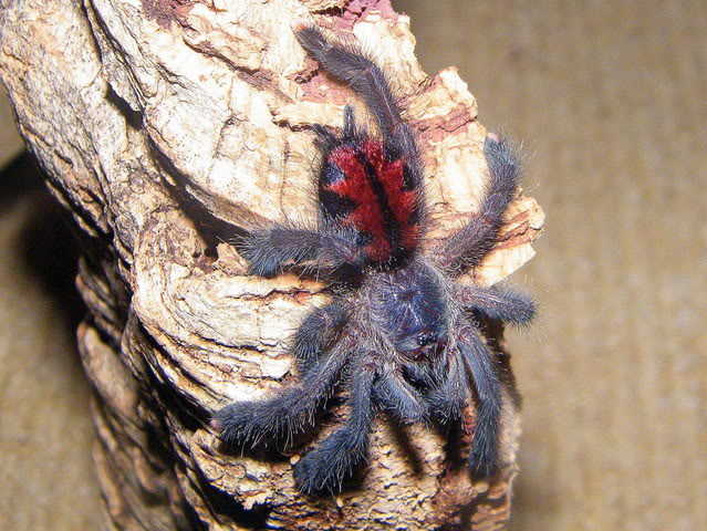 Avicularia geroldi: Pics & progress... DSCF8383-1