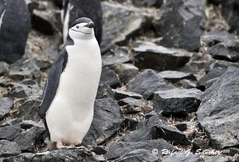 Manchot à jugulaire, Antarctique ChinstrapPenguin-Manchotjugulaire-Pinginobarbijo-Pygoscelisantarcticus-02