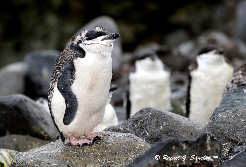 Manchot à jugulaire, Antarctique ChinstrapPenguin-Manchotjugulaire-Pinginobarbijo-Pygoscelisantarcticus-03