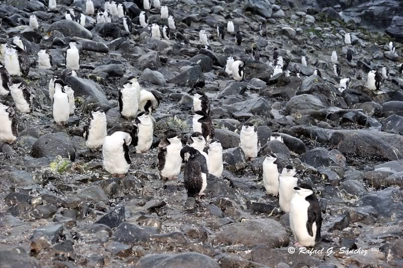 Manchot à jugulaire, Antarctique ChinstrapPenguin-Manchotjugulaire-Pinginobarbijo-Pygoscelisantarcticus-05