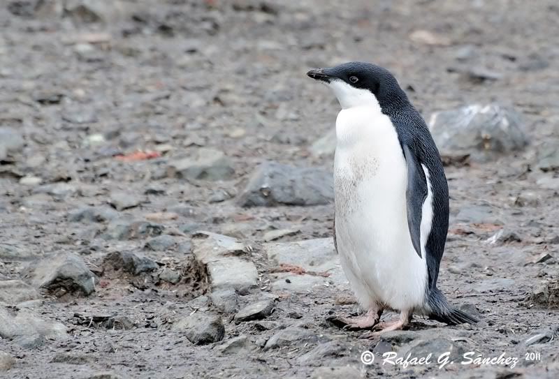 Manchot Adélie, Antarctique ManchotAdlie-01