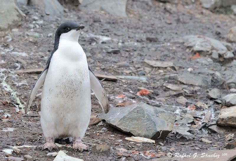 Manchot Adélie, Antarctique ManchotAdlie-02