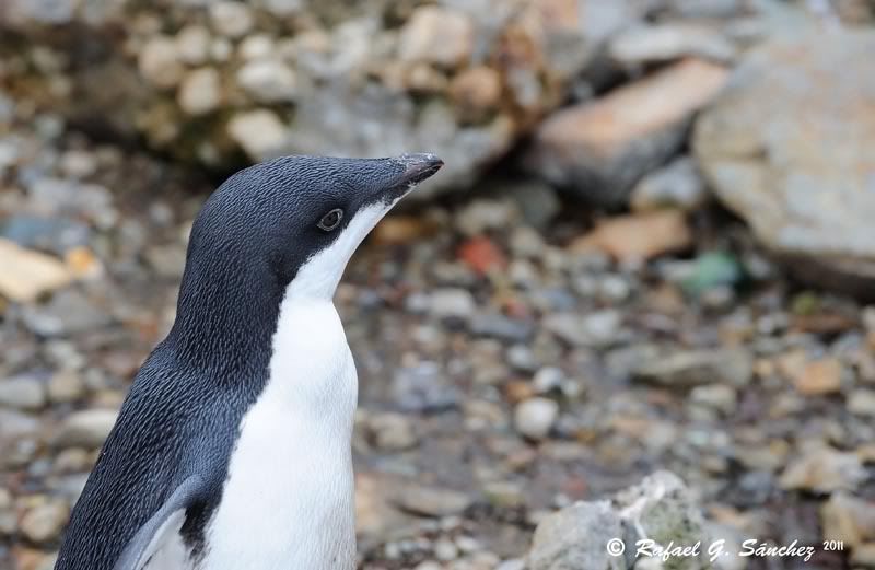 Manchot Adélie, Antarctique ManchotAdlie-03