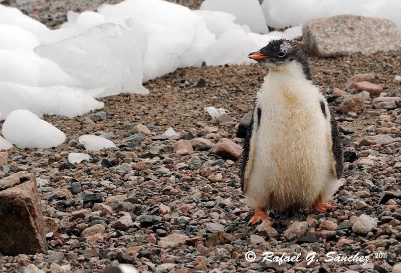 Manchots papou, Antarctique Manchotpapou-01