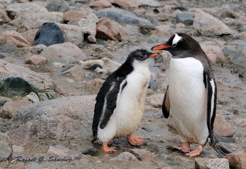 Manchots papou, Antarctique Manchotpapou-03